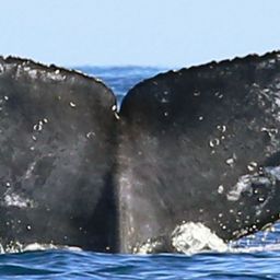 Fluke of CRC-18429