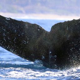 Fluke of CRC-17325
