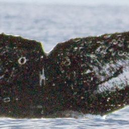 Fluke of FIBB-3BB544