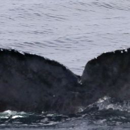 Fluke of CRC-17673