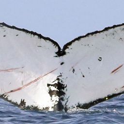 Fluke of CRC-18247