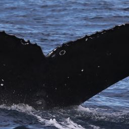Fluke of CRC-11424