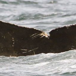 Fluke of FIBB-5BB905