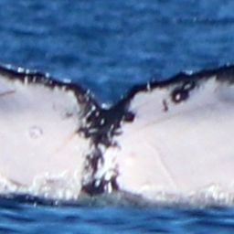 Fluke of HW-MN0520182