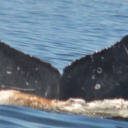 Fluke of FIBB-4BB645