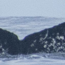 Fluke of CRC-18516