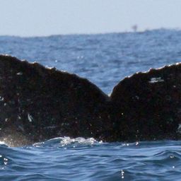 Fluke of FIBB-5BB855