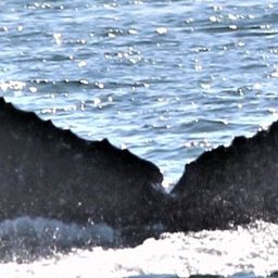 Fluke of CRC-17974