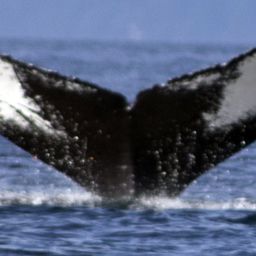 Fluke of CRC-16293
