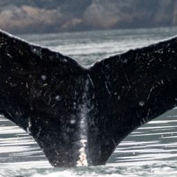 Fluke of 28517