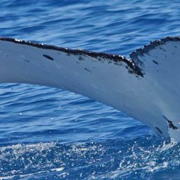 Fluke of HW-MN1100980