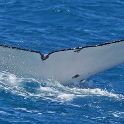 Fluke of HW-MN1101001