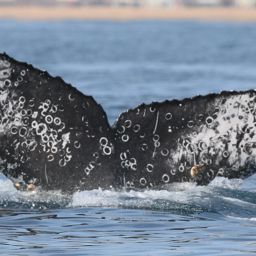 Fluke of CRC-16641