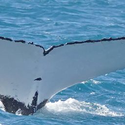 Fluke of HW-MN1101097