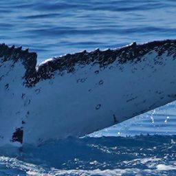 Fluke of HW-MN1100947