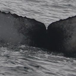 Fluke of 2018-2019 calf of CRC-16895