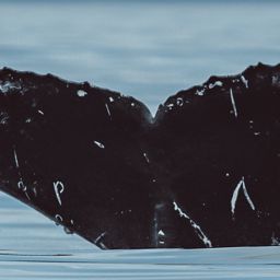 Fluke of Entropy