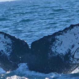 Fluke of CRC-10824