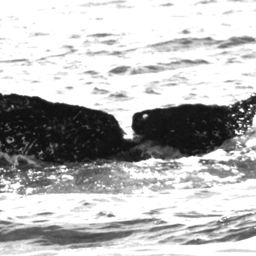Fluke of HW-MN0520461