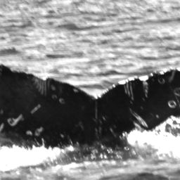 Fluke of Petroglyph