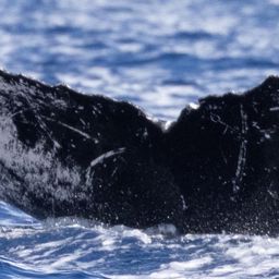 Fluke of HW-MN0520708