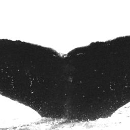 Fluke of Professor Platsch