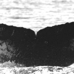 Fluke of FIBB-3BB458