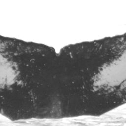 Fluke of HW-MN0520674