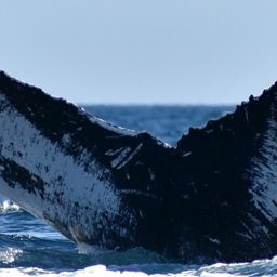 Fluke of HW-MN0520784
