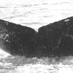 Fluke of HW-MN0520433