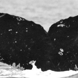 Fluke of CRC-16576