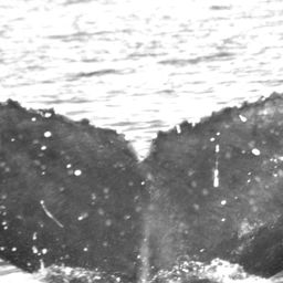 Fluke of CRC-20494