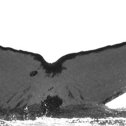 Fluke of HW-MN0520346