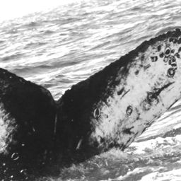 Fluke of CRC-16357