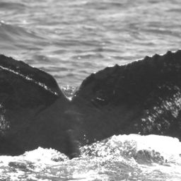 Fluke of CRC-10825