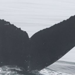 Fluke of CRC-18206