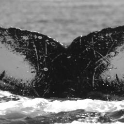 Fluke of HW-MN0520623