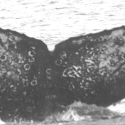 Fluke of HW-MN0520753