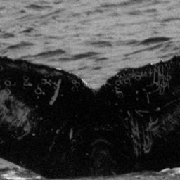 Fluke of HW-MN0520632