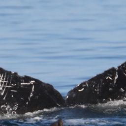 Fluke of CRC-16260