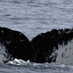 Fluke of CRC-23193