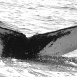 Fluke of CRC-17171