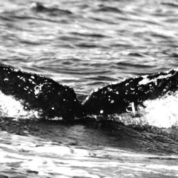 Fluke of FIBB-2BB388