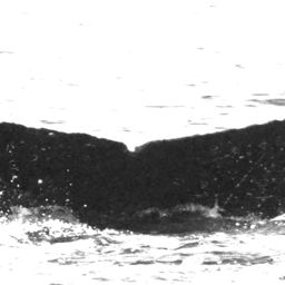 Fluke of HW-MN0520548