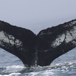 Fluke of CRC-18733
