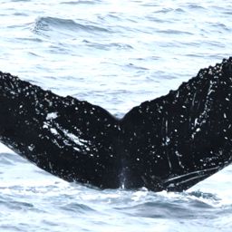 Fluke of HW-MN0520510