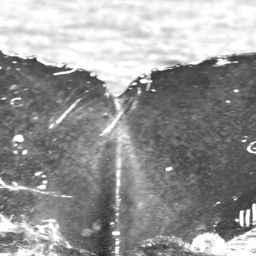 Fluke of HW-MN0520531