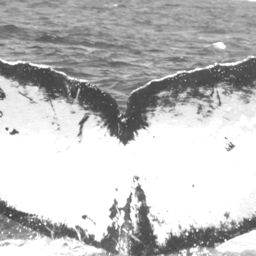 Fluke of BCZ0325
