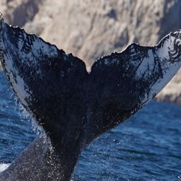 Fluke of HW-MN0520520