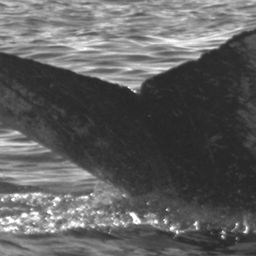 Fluke of HW-MN0520739